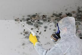 Best Basement Mold Removal  in Montezuma, IA